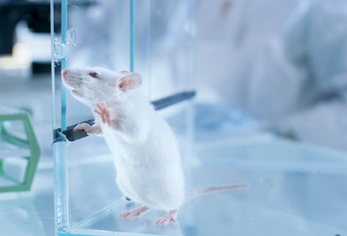 告別惡臭,守護呼吸健康,全面凈化動物實驗室空氣環(huán)境